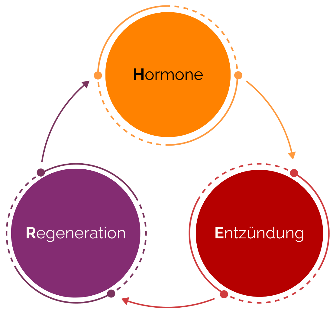Schaubild des HER-Systems, ein Dreieck mit den Ecken Hormone, Entzündung, Regeneration