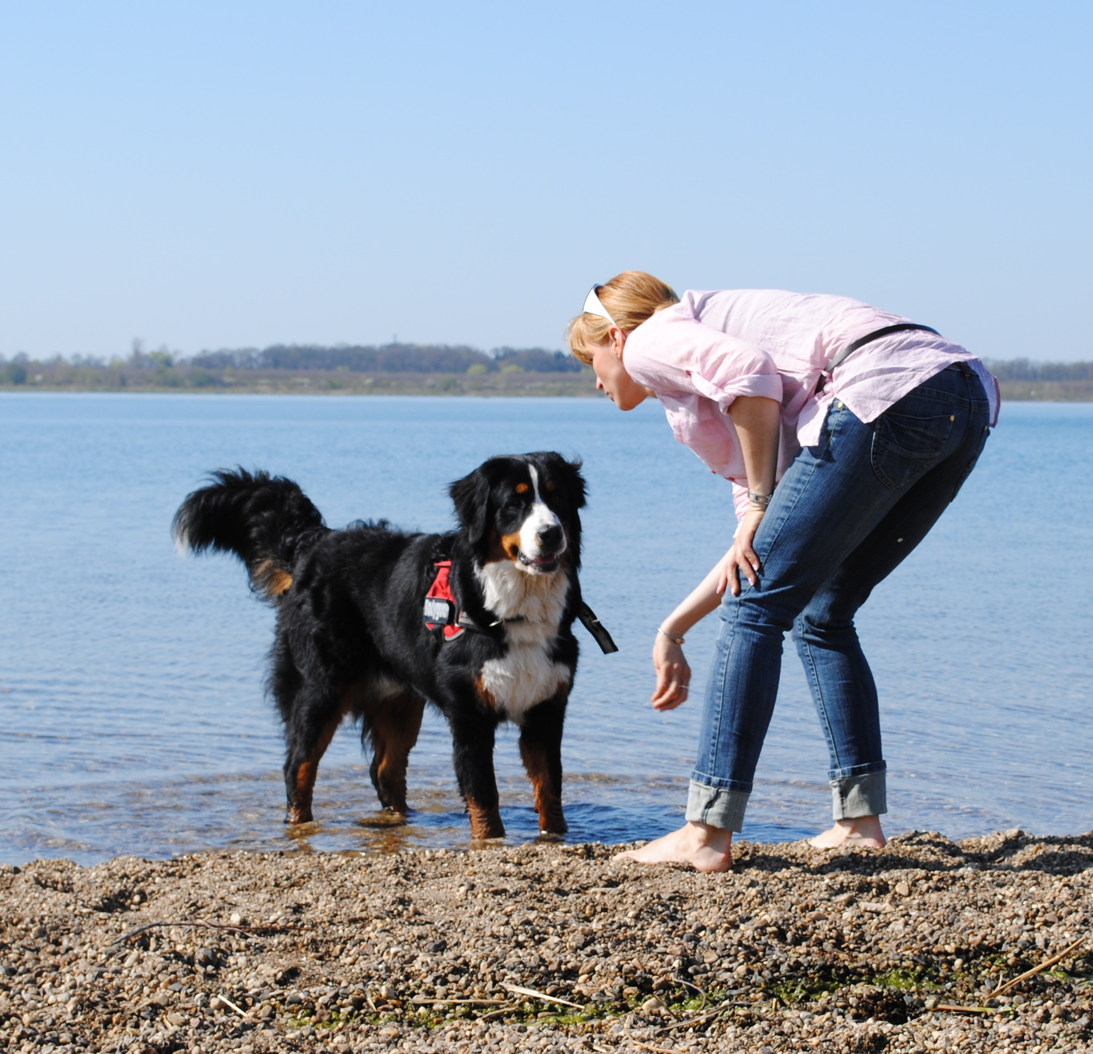Berner Sennenhund – Tiere als Spiegel und Lehrmeister in der Heilungsarbeit