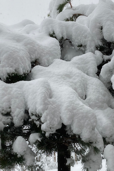 Mit Schnee bedeckte Kiefer