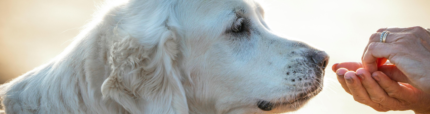 Aufmerksamer Golden Retriever, der zu einer Futterhand blickt – positive Mensch-Hund-Interaktion als Sinnbild für wertschätzendes Hundetraining.